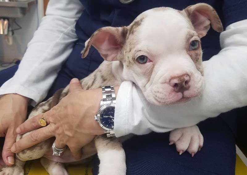 Carousel Slide 3: Dog veterinary care